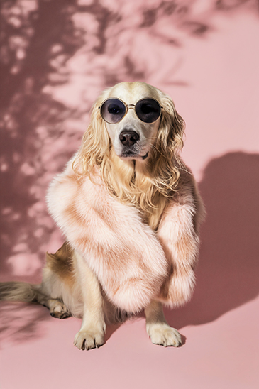 Pet Retouch